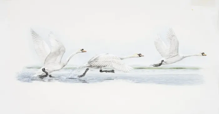 Framed Print : Cygnus olor, Mute Swan at three stages of taking-off from water, side view Framed Print : Cygnus olor, Mute Swan at three stages of taking-off from water, side view