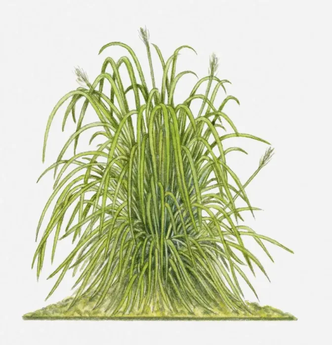 Framed Print : Cymbopogon citratus (Lemon Grass) Framed Print : Cymbopogon citratus (Lemon Grass)