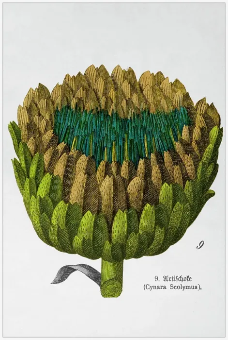 Framed Print : Cynara Scolymus - Cropped from Victorian style botanical lithographs book. Munich 1880-1889, Germany Framed Print : Cynara Scolymus - Cropped from Victorian style botanical lithographs book. Munich 1880-1889, Germany