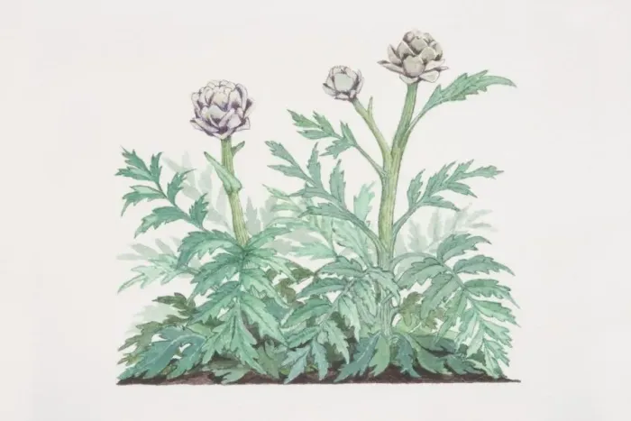 Framed Print : Cynara scolymus, Globe Artichoke plant Framed Print : Cynara scolymus, Globe Artichoke plant