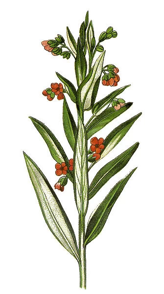 Cynoglossum officinale (houndstongue, houndstooth, dogs tongue, gypsy flower, and rats and mice)