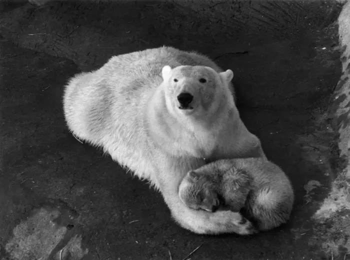 Framed Print : Cynthias Cub