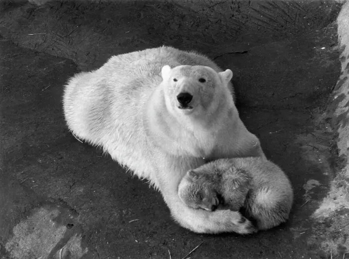 Framed Print : Cynthia's Cub Framed Print : Cynthia's Cub