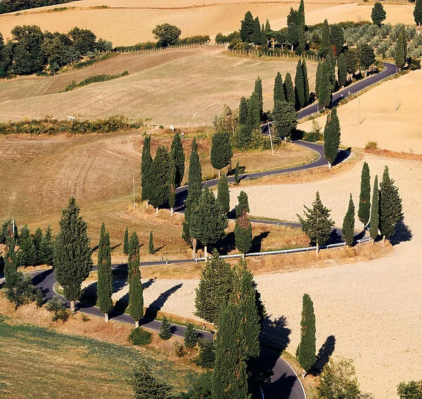 Cypress lined road in Tuscany