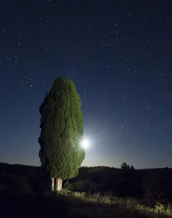 Framed Print : Cypress moon and under the stars Framed Print : Cypress moon and under the stars