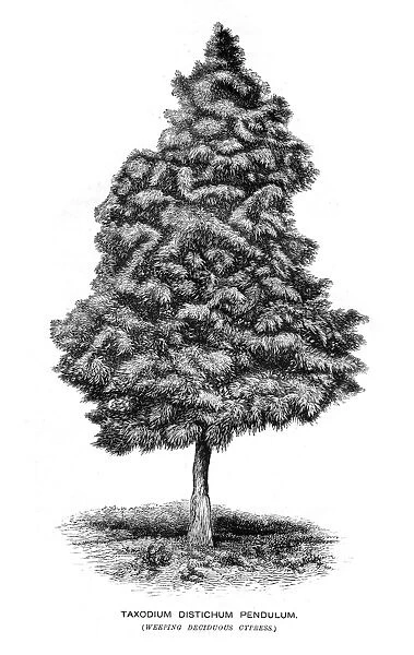 Cypress tree illustration 1874