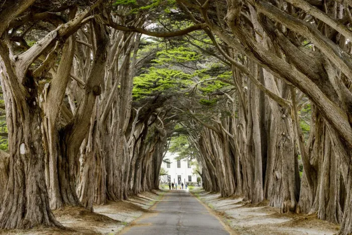 Framed Print : Cypress Tree Tunnel, California Framed Print : Cypress Tree Tunnel, California