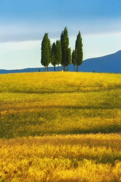 Framed Print : Cypress tree in Tuscany, Italy Framed Print : Cypress tree in Tuscany, Italy