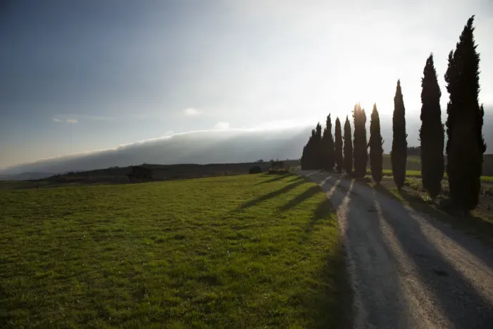 Framed Print : Cypress trees casting shadow on a dirt road and grass field Framed Print : Cypress trees casting shadow on a dirt road and grass field
