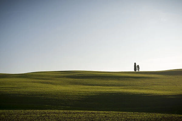 Two cypress trees on the hill in Val d Orcia