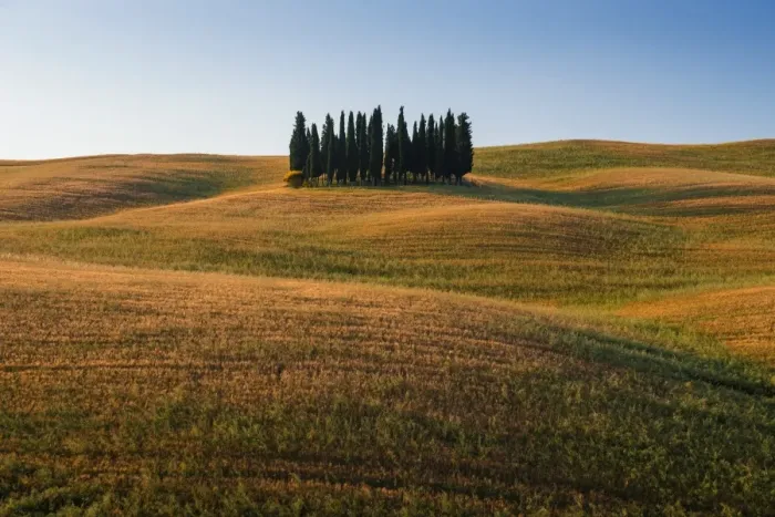 Framed Print : Cypress Trees picture in Tuscany Framed Print : Cypress Trees picture in Tuscany