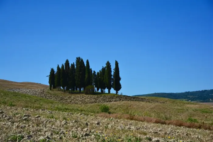 Framed Print : Cypress trees from San Quirico d Orcia Framed Print : Cypress trees from San Quirico d Orcia