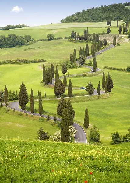 Cypress trees in Tuscany, Italy, Europe