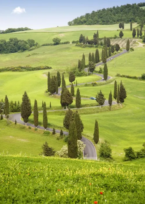 Framed Print : Cypress trees in Tuscany, Italy, Europe Framed Print : Cypress trees in Tuscany, Italy, Europe