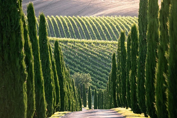 Cypress trees and vineyards in Marche Region, Italy