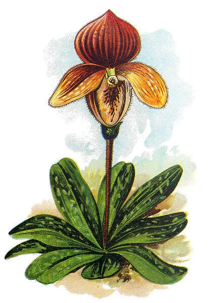 Cypripeditum tessellatum porphyreum, Paphiopedilum concolor, Cypripedium Orchidaceae