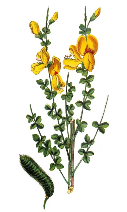Framed Print : Cytisus scoparius, the common broom or Scotch broom Framed Print : Cytisus scoparius, the common broom or Scotch broom