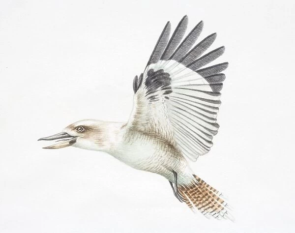 Dacelo novaeguineae, Laughing Kookaburra in flight, side view