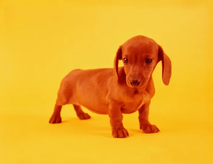 Framed Print : Dachshund. UNITED STATES - CIRCA 1950s: Dachshund