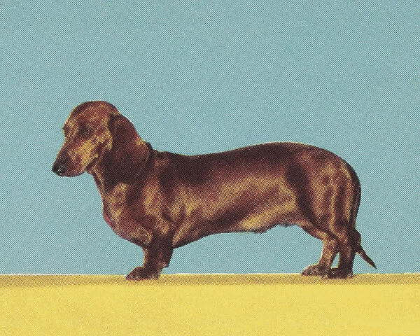Dachshund. http: /  / csaimages.com / images / istockprofile / csa_vector_dsp.jpg