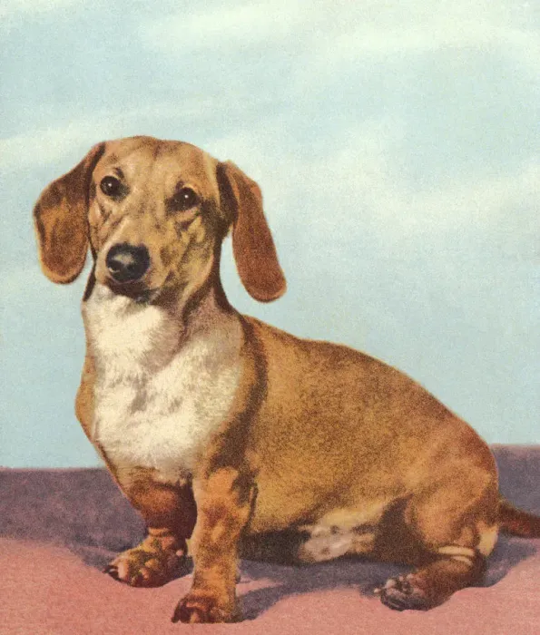 Framed Print : Dachshund Dog