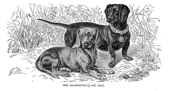 Dachshund dog engraving 1894