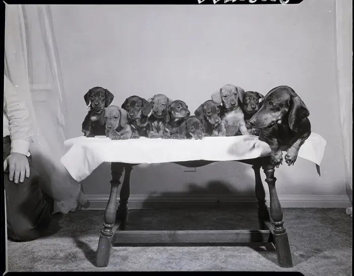 Framed Print : Dachshund with Large Litter of Pups Framed Print : Dachshund with Large Litter of Pups