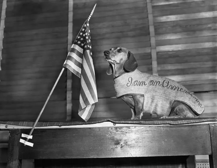 Framed Print : Dachshund Looking At American Flag Framed Print : Dachshund Looking At American Flag