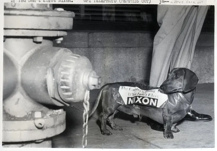 Framed Print : Dachshund With Nixon Campaign Sticker Framed Print : Dachshund With Nixon Campaign Sticker