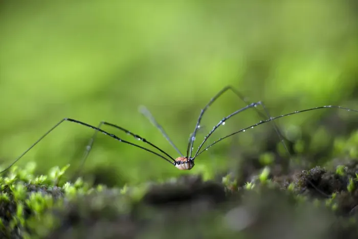 Framed Print : Daddy Longlegs or Harvestman -Opiliones- on moss Framed Print : Daddy Longlegs or Harvestman -Opiliones- on moss