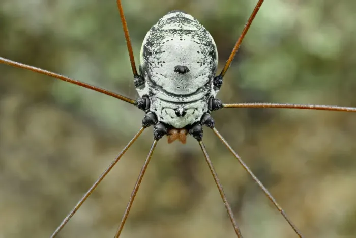 Framed Print : Daddy Longlegs Spider Framed Print : Daddy Longlegs Spider
