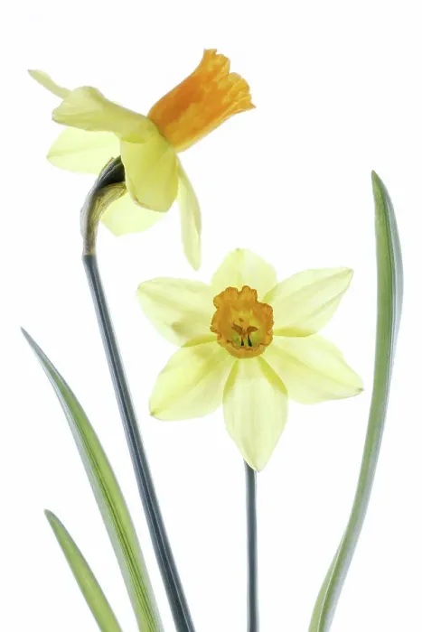 Framed Print : Daffodil Narcissus Framed Print : Daffodil Narcissus