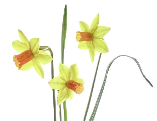 Daffodil narcissus
