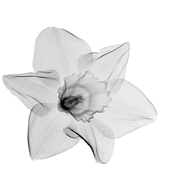 Daffodil (Narcissus sp. ), X-ray