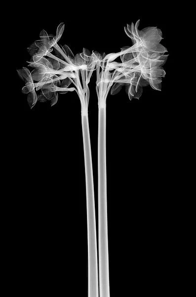 Two daffodil (Narcissus sp. ), X-ray