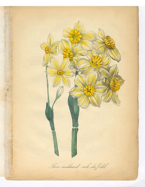 Daffodil, Narcissus, Victorian Botanical Illustration