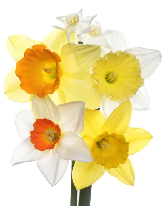 Framed Print : Daffodils. A selection of spring daffodils from the garden Framed Print : Daffodils. A selection of spring daffodils from the garden