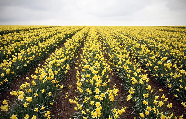 Daffodils. Daffodil field near Antony, Cornwall