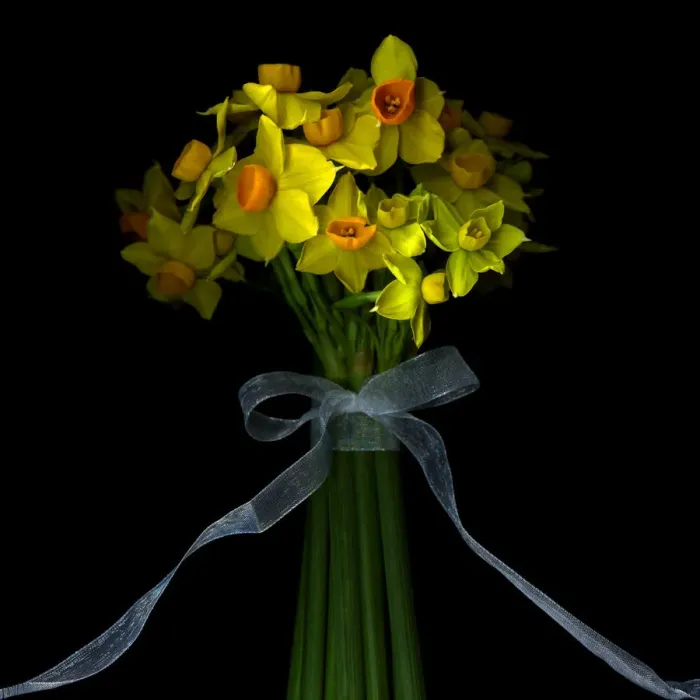 Framed Print : Daffodils. Dwarf daffodils bound with ribbon and bow against black background