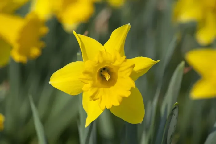 Framed Print : Daffodils -Narcissus pseudonarcissus-