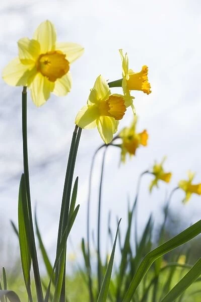 Daffodils -Narcissus pseudonarcissus-