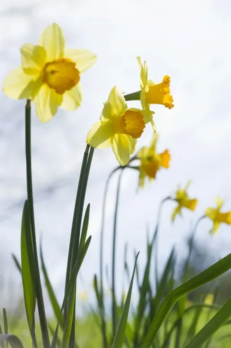 Framed Print : Daffodils -Narcissus pseudonarcissus- Framed Print : Daffodils -Narcissus pseudonarcissus-