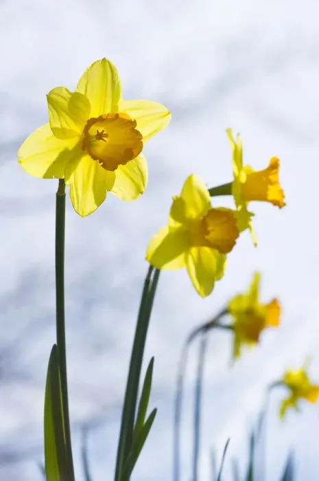 Framed Print : Daffodils -Narcissus pseudonarcissus- Framed Print : Daffodils -Narcissus pseudonarcissus-