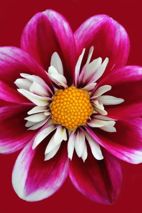 Framed Print : Dahlia collarette La Sierra Framed Print : Dahlia collarette La Sierra