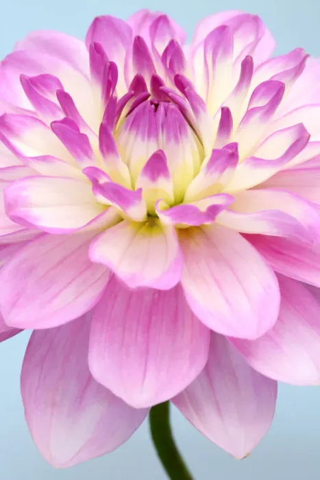 Framed Print : Nepos. Dahlia Framed Print : Nepos. Dahlia
