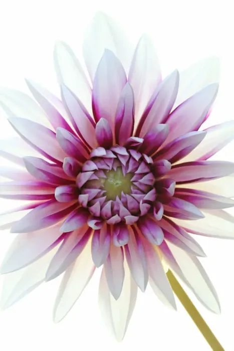Framed Print : Dahlia Framed Print : Dahlia