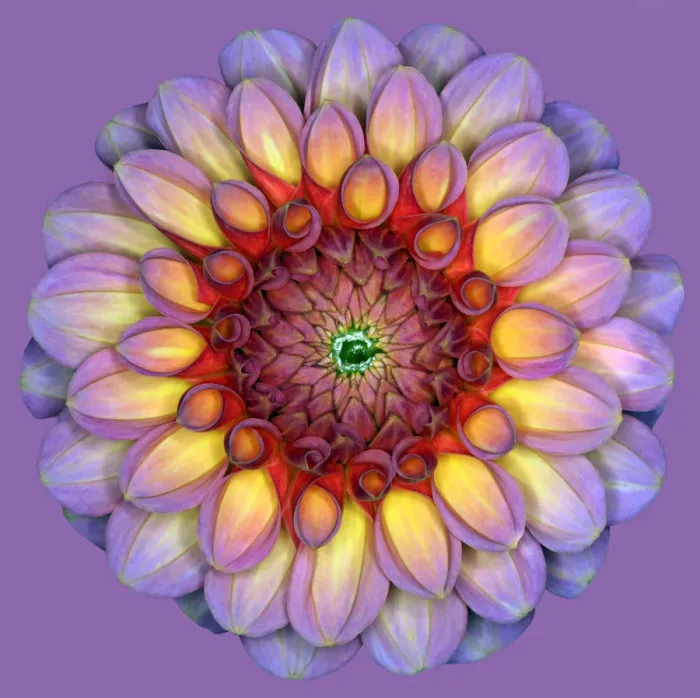 Framed Print : Aimie. Dahlia Aimie Framed Print : Aimie. Dahlia Aimie