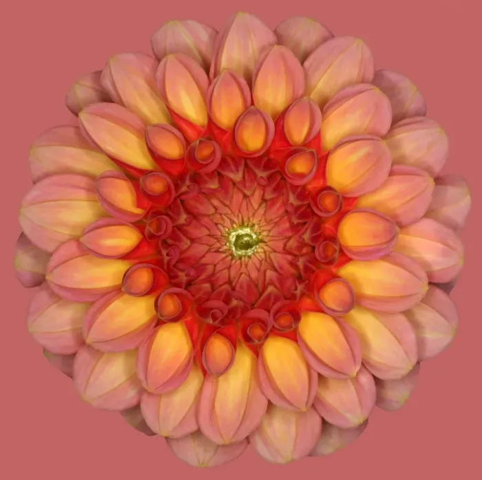 Framed Print : Aimie. Dahlia Aimie Framed Print : Aimie. Dahlia Aimie