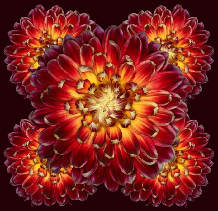 Framed Print : Akita. Dahlia Akita Framed Print : Akita. Dahlia Akita