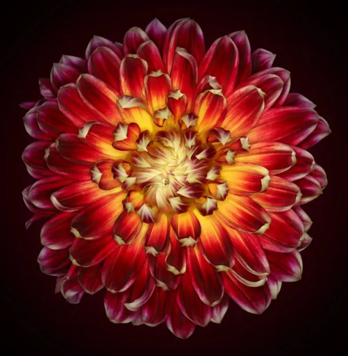 Framed Print : Akita. Dahlia Akita Framed Print : Akita. Dahlia Akita